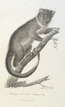 phalangista_cookii_phalanger_de_cock_marsupiaux_australie_phalangeridae_circa1840