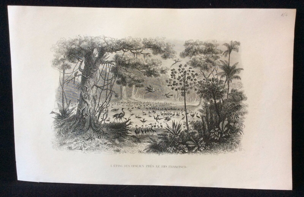 etang_des_oiseaux,_rio,_francisco__lithographie_1857_rouargue_xixe_birds_america_