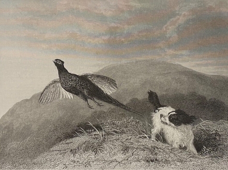 abraham_cooper_epagneul_et_faisan_chien_chasse_graveur_richard_parr_1837