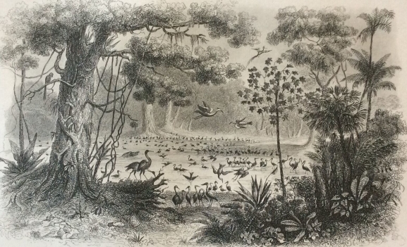 etang_des_oiseaux,_rio,_francisco__lithographie_1857_rouargue_xixe_birds_america_