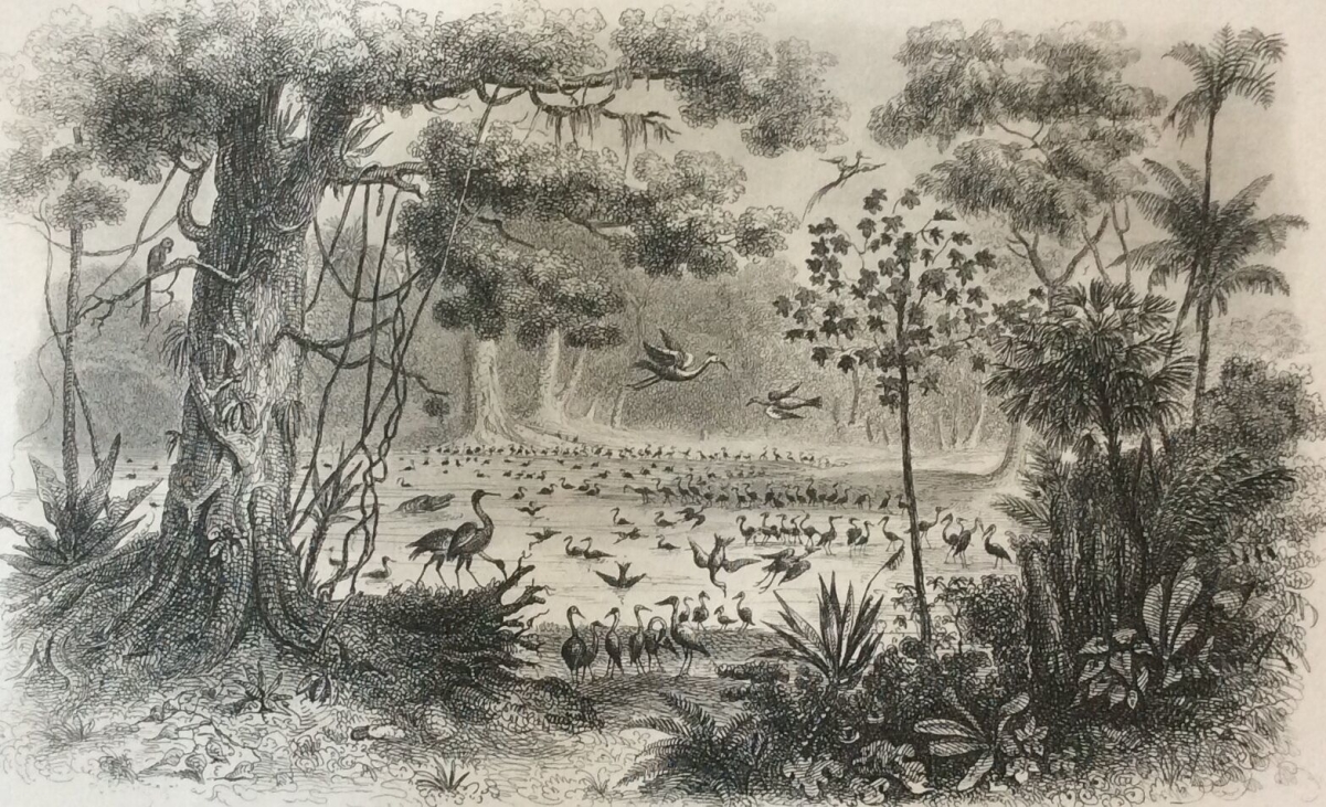 etang_des_oiseaux,_rio,_francisco__lithographie_1857_rouargue_xixe_birds_america_