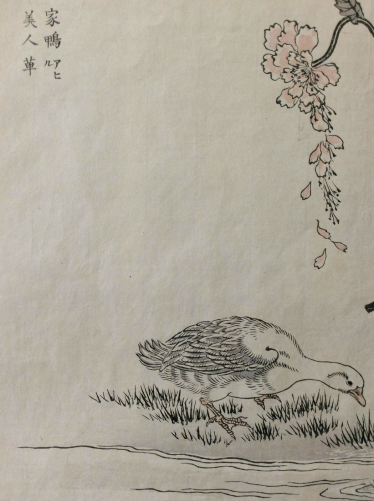 kono_naotoyo_bairei__estampe_japonaise,_canard,_fleur__maitre_kacho-e_xix_e_japon_