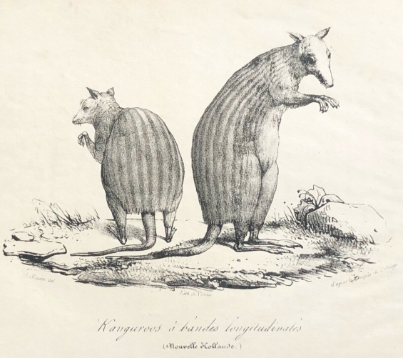 kangourou_australie_australia_nouvelle_hollande_1836_arago_marsupial_macropodide